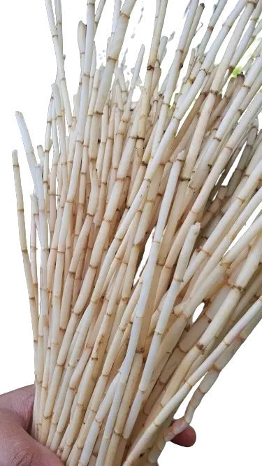 20201114_113251-removebg-preview